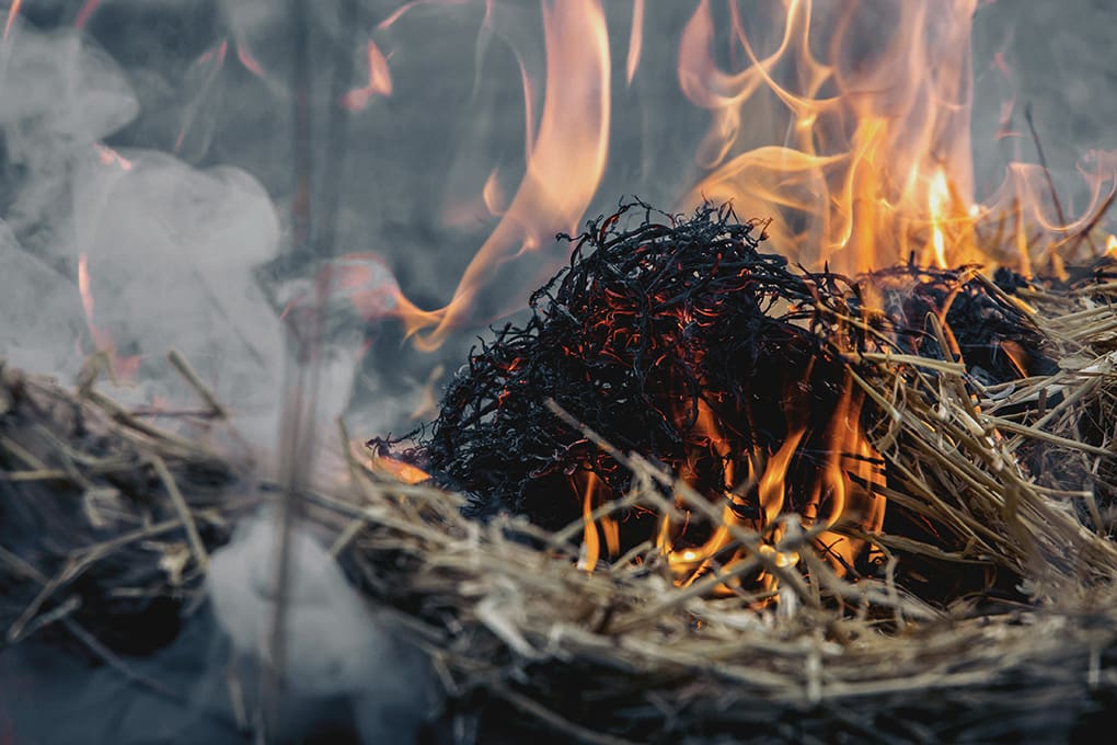 Dry leaves burn because of wildfires