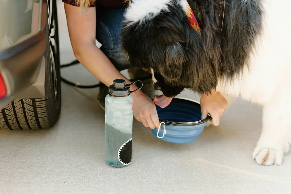 Dog drinking water